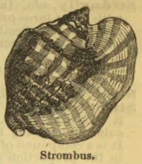 An engraved illustration of a ridged, spiraled Strombus shell.