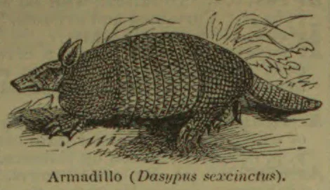 An armadillo with a segmented armored shell and a long, scaly tail.