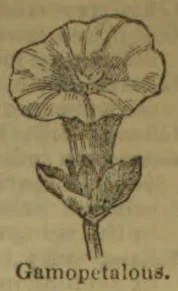 A botanical illustration of a flower with fused petals, stem, and leaves.