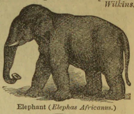 An engraved illustration of an elephant standing in profile with its trunk curled upward.