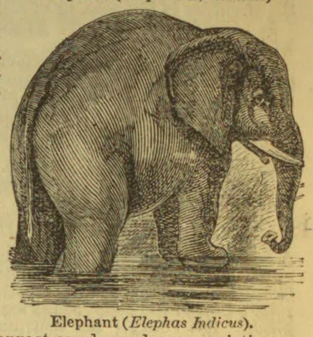 An engraved elephant stands in shallow water.