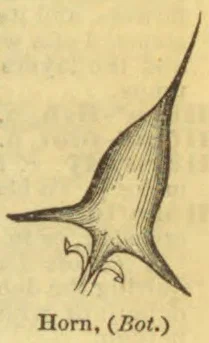 A botanical illustration of a long, curved, horn-shaped plant structure.