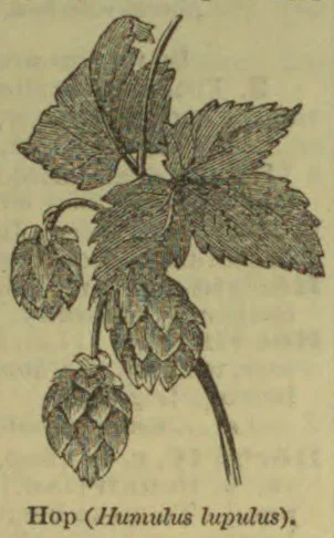 An illustrated hop plant with lobed leaves and hanging clusters of hop cones.