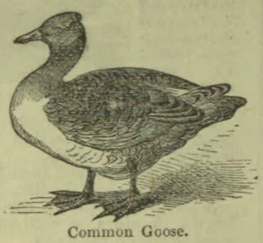 An engraved illustration of a goose standing in profile.