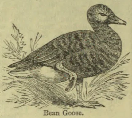 An engraved illustration of a bean goose standing among grass.