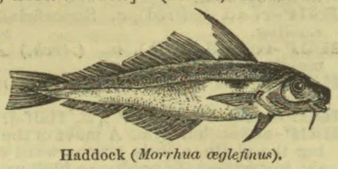An engraved illustration of a haddock, shown in side view.