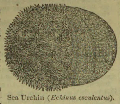 An oval sea urchin covered in many short spines.