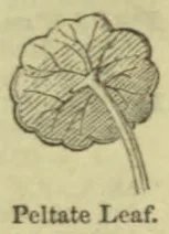 A botanical drawing of a broad, rounded leaf with a stalk attached near its center.