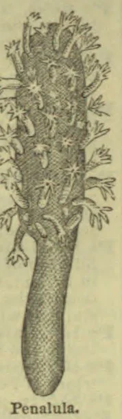An elongated, feather-like marine organism with many branching appendages along its upper portion.