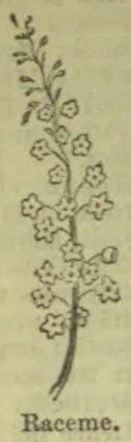 A botanical drawing of a flowering stem bearing blossoms along a central stalk.