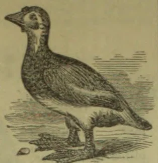 An engraved illustration of a large bird standing beside a small rock.