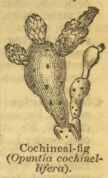 An illustration of a cochineal fig cactus with several upright, fruit-bearing pads.