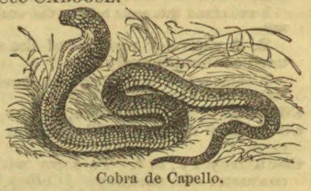 An engraved illustration of a cobra coiled in grass with its hood raised.