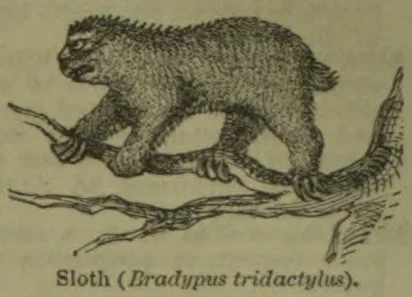 An engraved sloth clings to a branch.