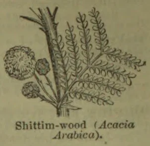 An illustration of an acacia branch with feathery leaves and round flower heads.