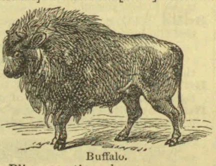 An engraved illustration of a shaggy buffalo standing in profile.