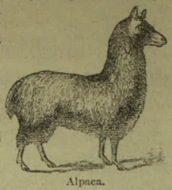 An alpaca stands in profile, facing right.