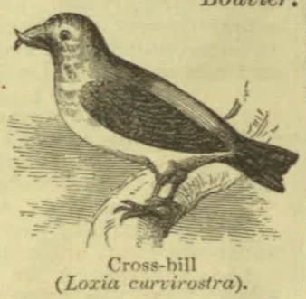 An engraved crossbill perches on a branch.