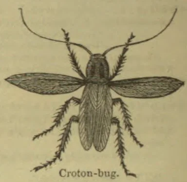 An engraved illustration of a croton bug viewed from above, with long antennae, wings, and spiny legs.