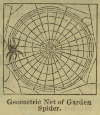 A garden spider sits on a geometrically patterned web within a square frame.