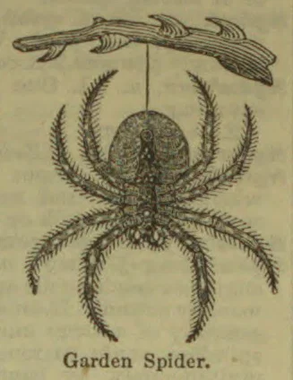 An engraving of a garden spider beneath a branch.