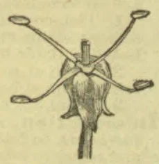 A botanical drawing of a flower showing its central pistil and surrounding stamens.