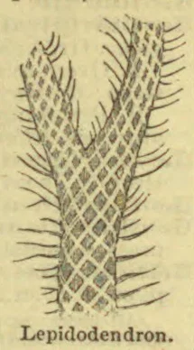 A branching Lepidodendron stem is shown with a diamond-patterned surface and rows of projecting branch scars.