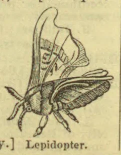 An engraved illustration of a butterfly with its wings spread.