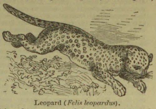 A spotted leopard prowls through grass with its tail raised.
