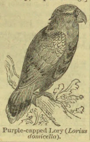 An engraved illustration of a parrot perched on a branch.