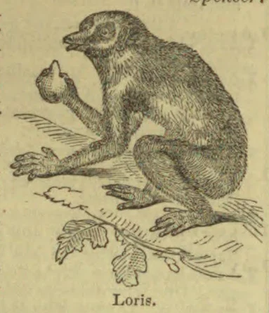 An illustration of a loris perched on a branch, holding a small object in one hand.