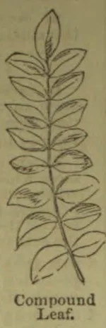 A botanical drawing of a compound leaf with paired leaflets arranged along a central stem.