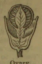 A botanical diagram of a flower’s ovary, showing a central ovule surrounded by enclosing structures.