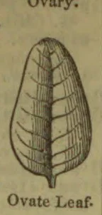 A botanical diagram of an ovate leaf with a central vein and branching veins.