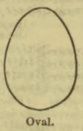 A simple oval outline.