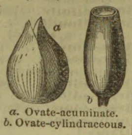 Two botanical forms are shown: an ovate-acuminate form and an ovate-cylindraceous form.