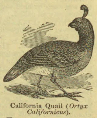 An engraved illustration of a California quail standing in profile.