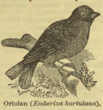 An ortolan perched on a leafy branch.