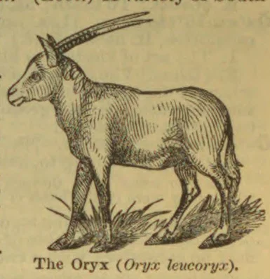 An engraving of an oryx standing on a patch of grass.
