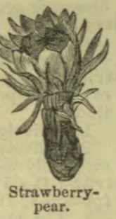 An illustration of a strawberry-pear cactus with a spiny, pear-shaped fruit and leafy growth.