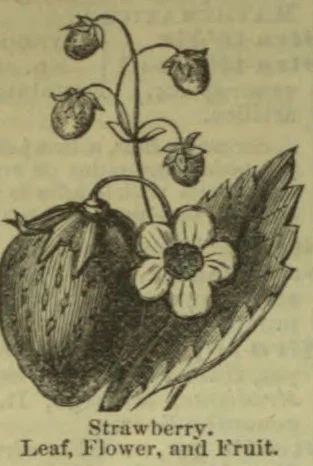 An illustration of a strawberry plant showing its leaves, flower, and fruit.