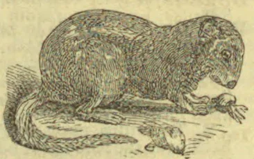 A furry, long-tailed animal crouches on the ground and reaches toward a small object.