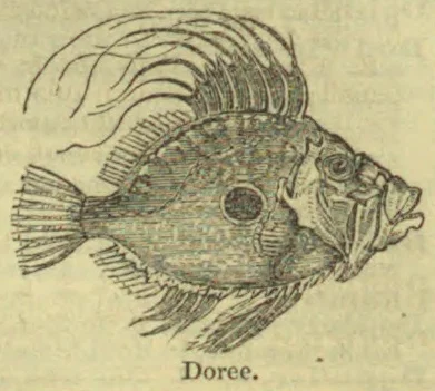 An engraved drawing of a broad-bodied fish with tall flowing fins.