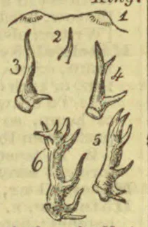 A set of six numbered drawings showing different forms of branching antlers.
