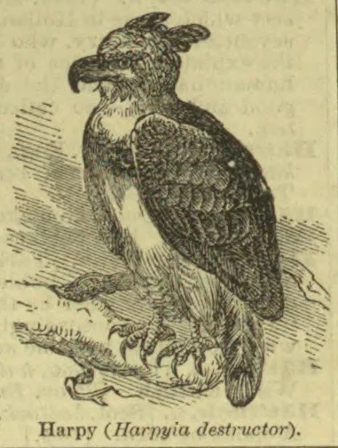 The illustration depicts a harpoon.
