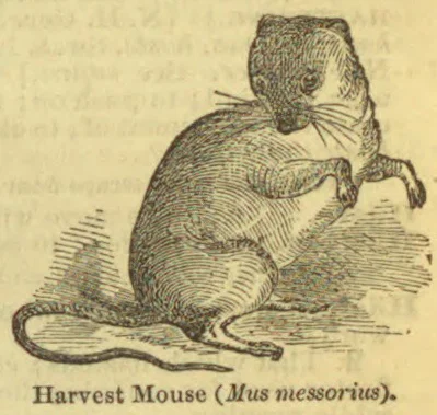 An engraved illustration of a harvest mouse sitting upright on its hind legs, with its long tail curled along the ground.