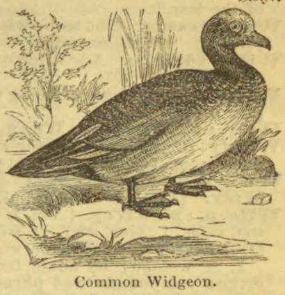 An illustration of a Common Widgeon standing beside water and reeds.