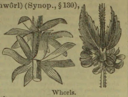 Two botanical diagrams illustrate whorled arrangements of leaves and flowers.