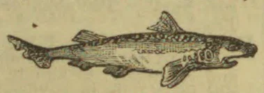 A fish is shown in profile, swimming to the right.