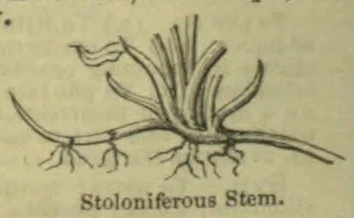 A botanical drawing of a stoloniferous stem with upright shoots and roots growing from its nodes.